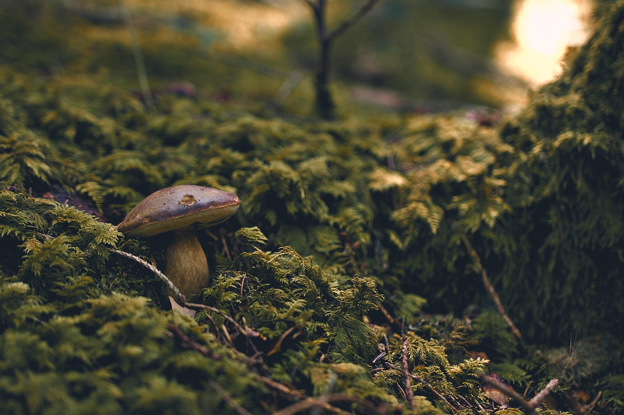 Forest Mushroom Fungus wallpaper