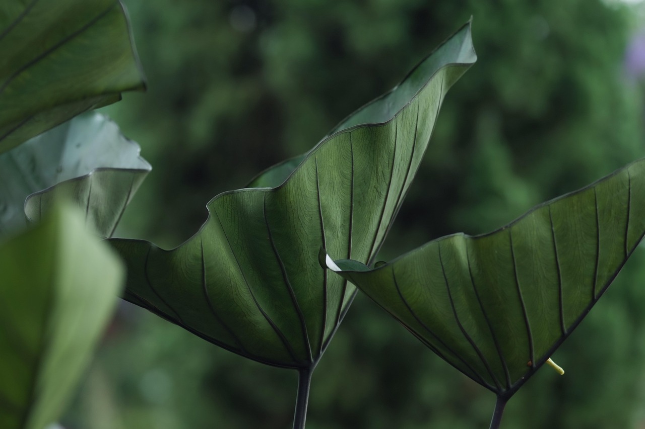 Green Leaves Caladium Foliage wallpaper