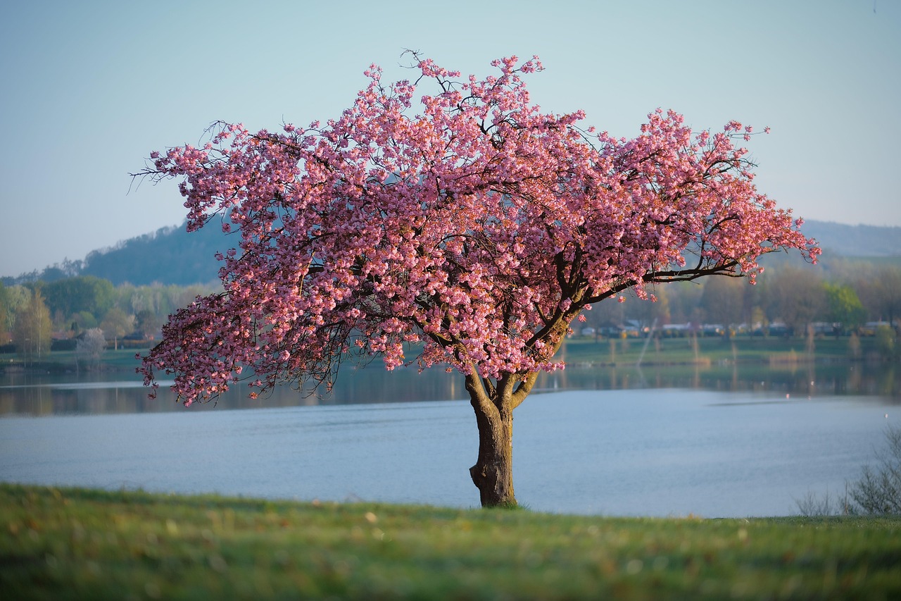 Nature Landscape Tree wallpaper