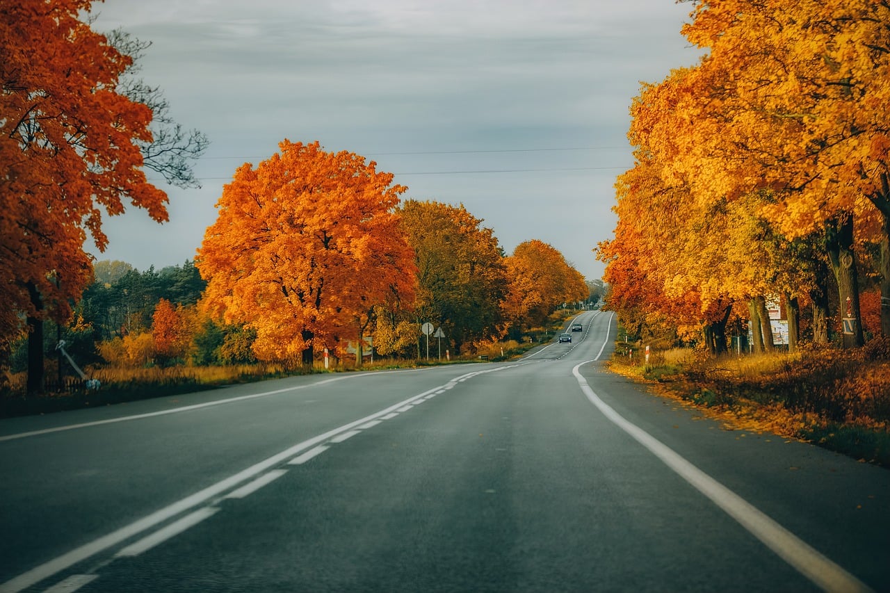 Autumn Road Trees wallpaper