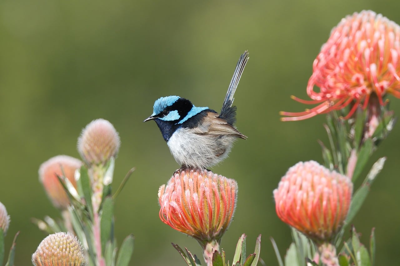 Fairywren Plumage Perched wallpaper