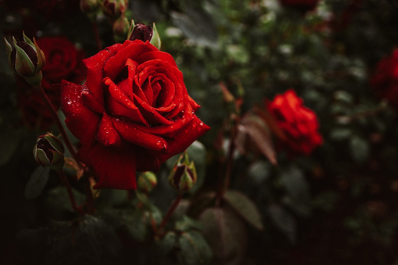 Flowers Roses Bush wallpaper