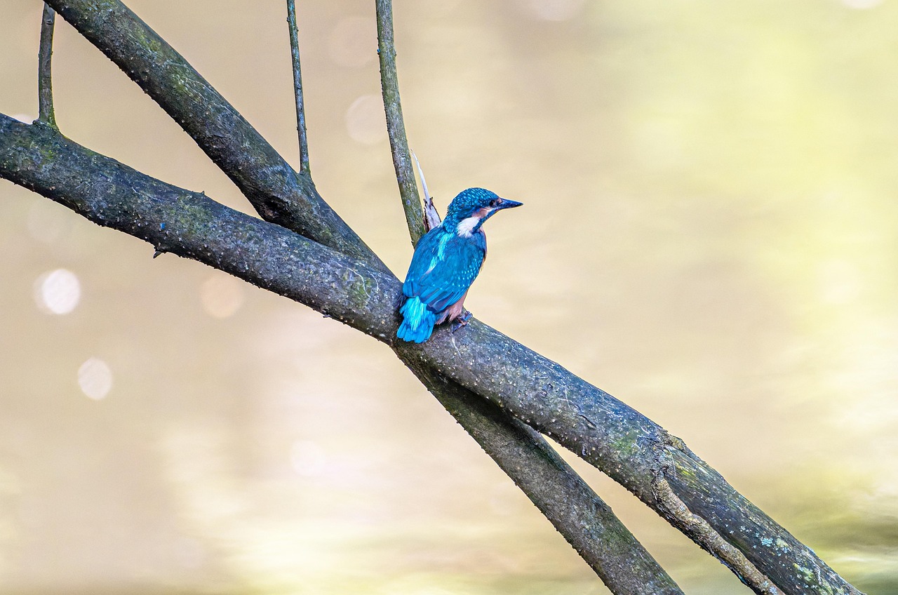 Kingfisher Bird Animal wallpaper