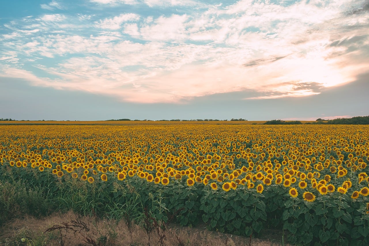 Agriculture Background Blooming wallpaper