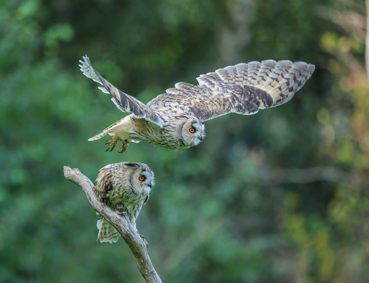 Owl Forest Tree wallpaper