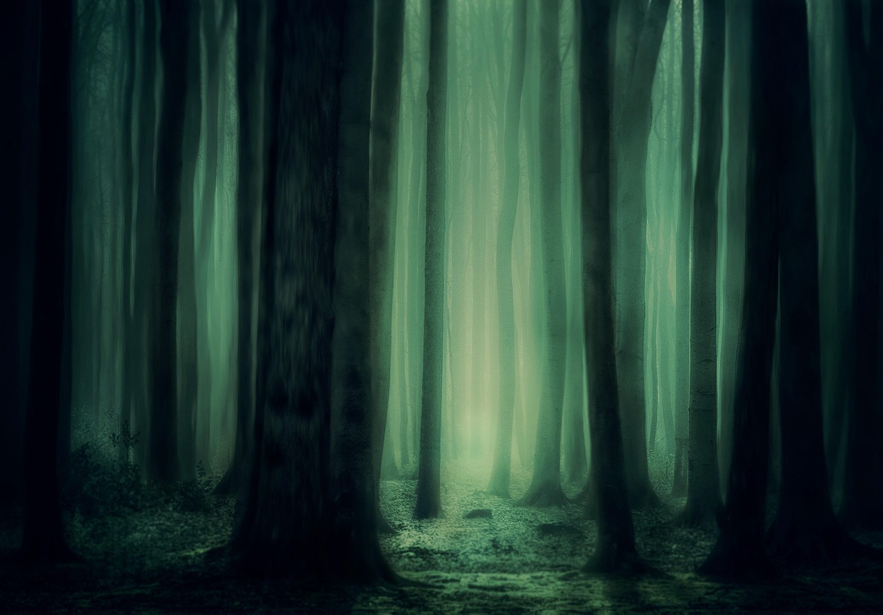 Forest Wilderness Fantasy wallpaper
