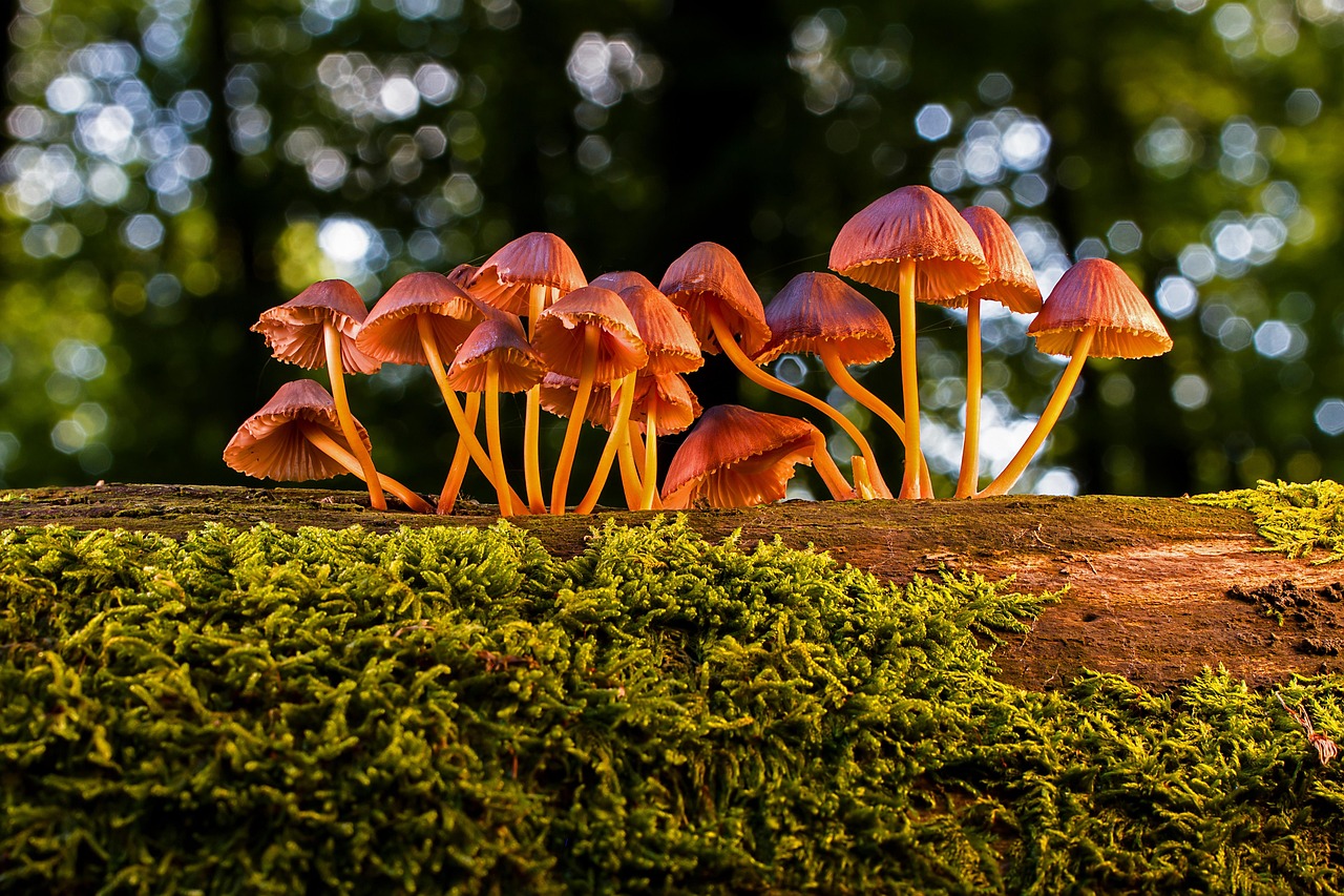 Mushrooms Fungus Toadstool wallpaper