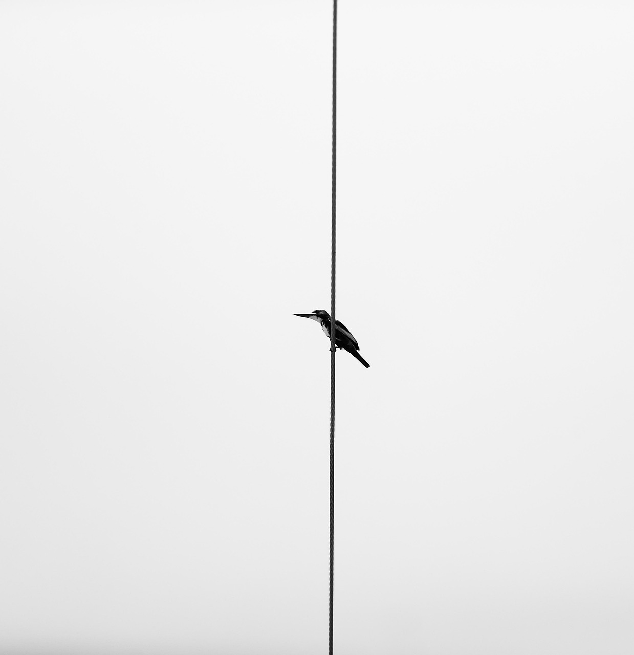 Bird Animal Wildlife wallpaper