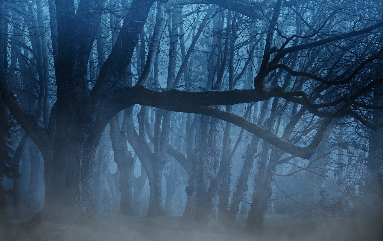 Forest Fog Woods wallpaper