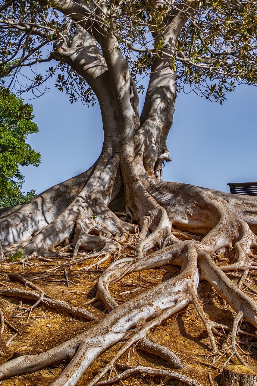 Landscape Tree Estate wallpaper
