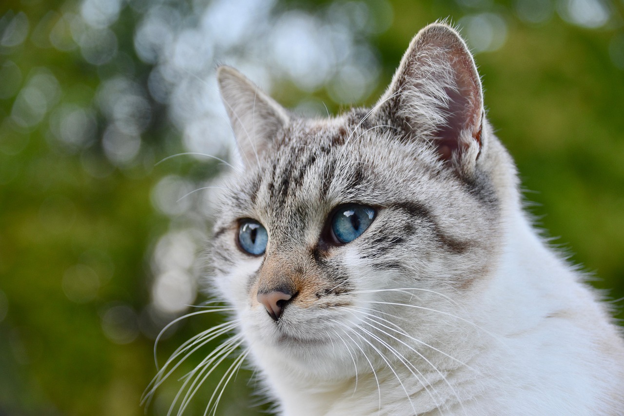 Cat Feline Alley Cat wallpaper