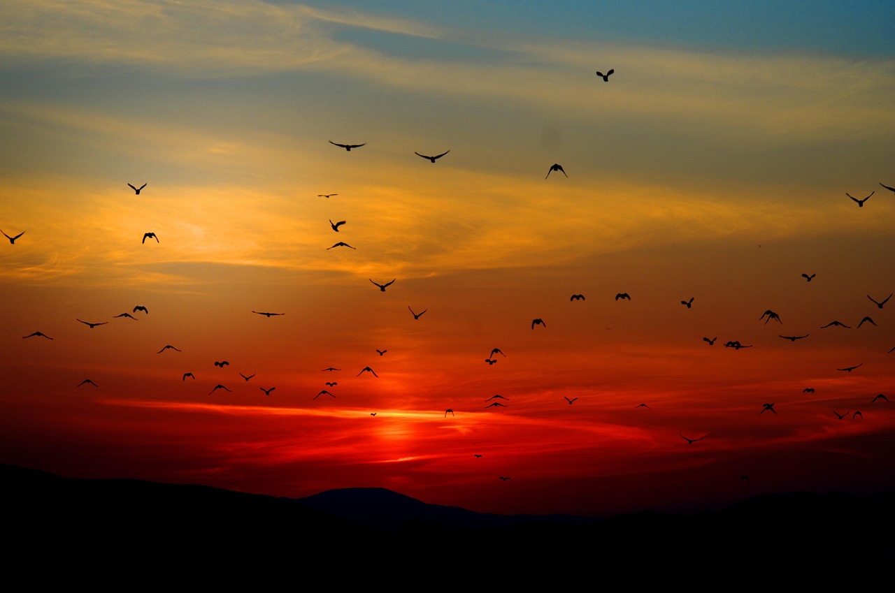 Mountains Birds Silhouette wallpaper
