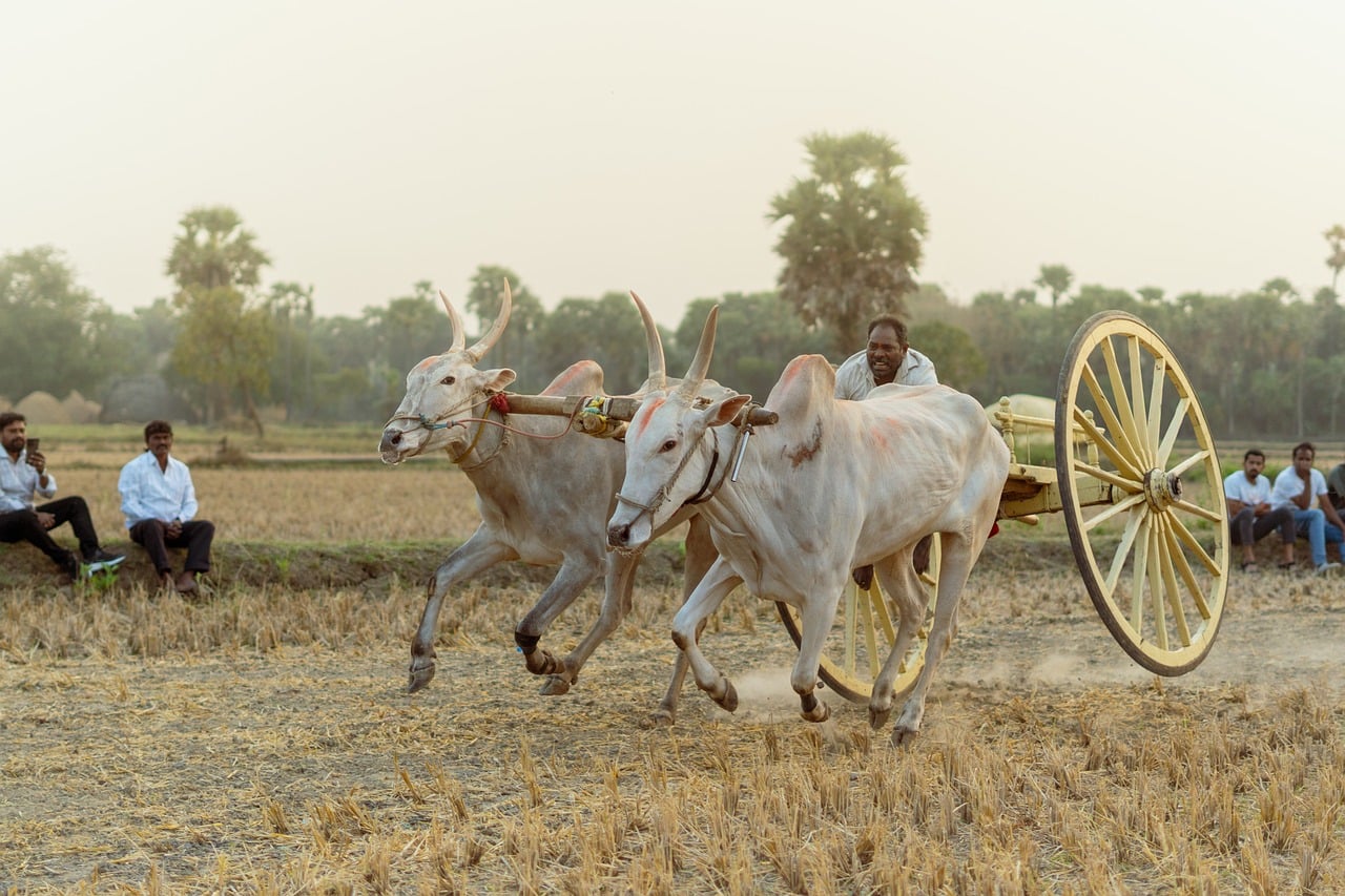 Ox Cart Agriculture Bulls wallpaper