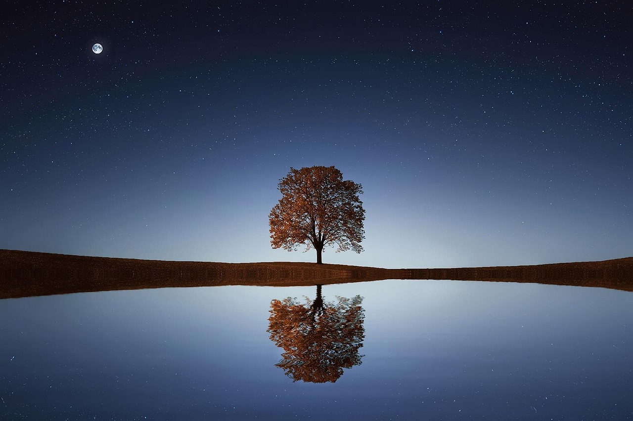 Tree Lake Stars wallpaper