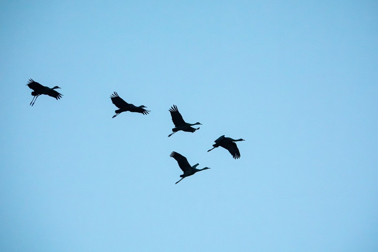 Birds Cranes Nature Reserve wallpaper