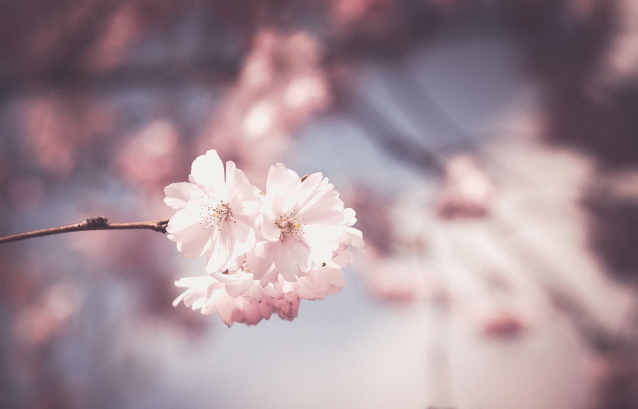 Cherry Blossom Flowers Branch wallpaper