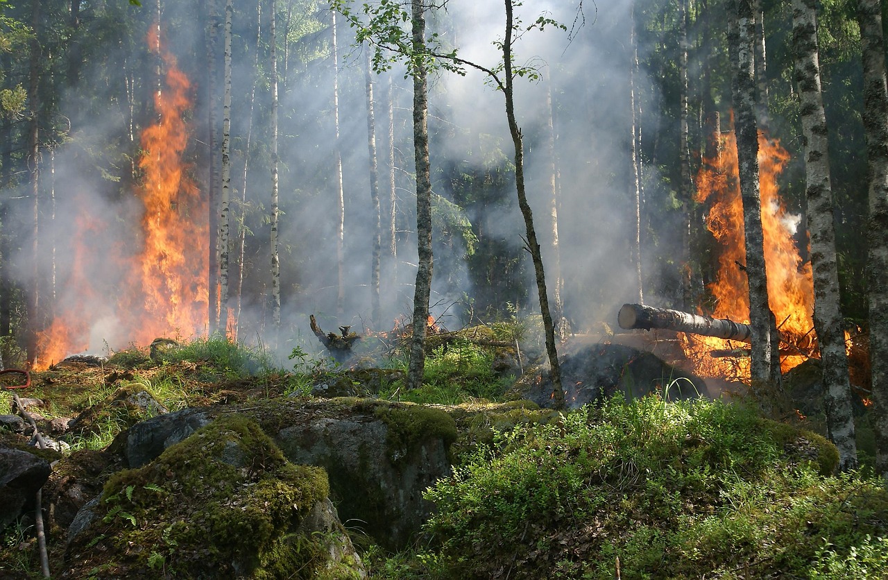 Forest Fire Trees Burning wallpaper