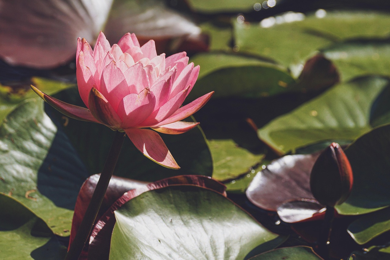 Water Lily Flower Lily Pads wallpaper