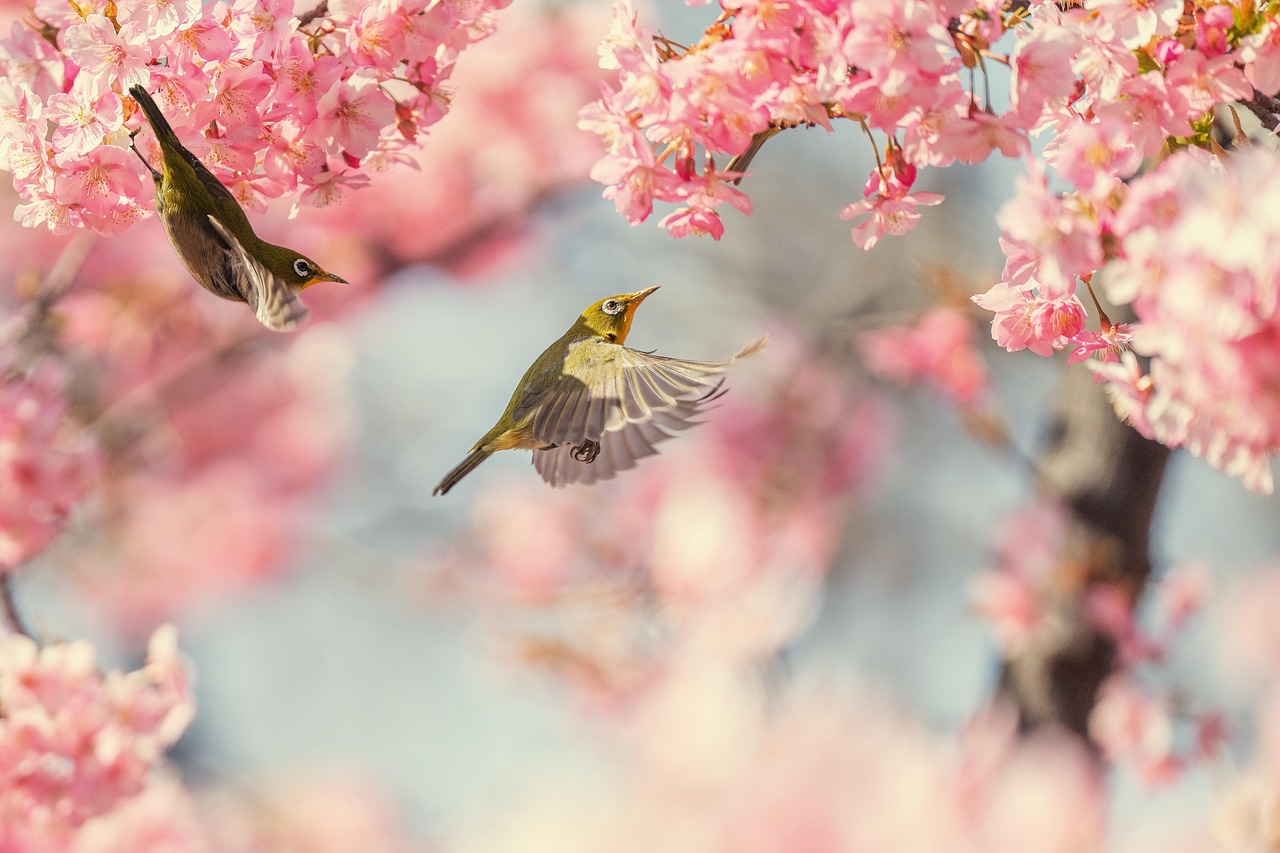 Bird Cherry Blossoms Pink Flower wallpaper