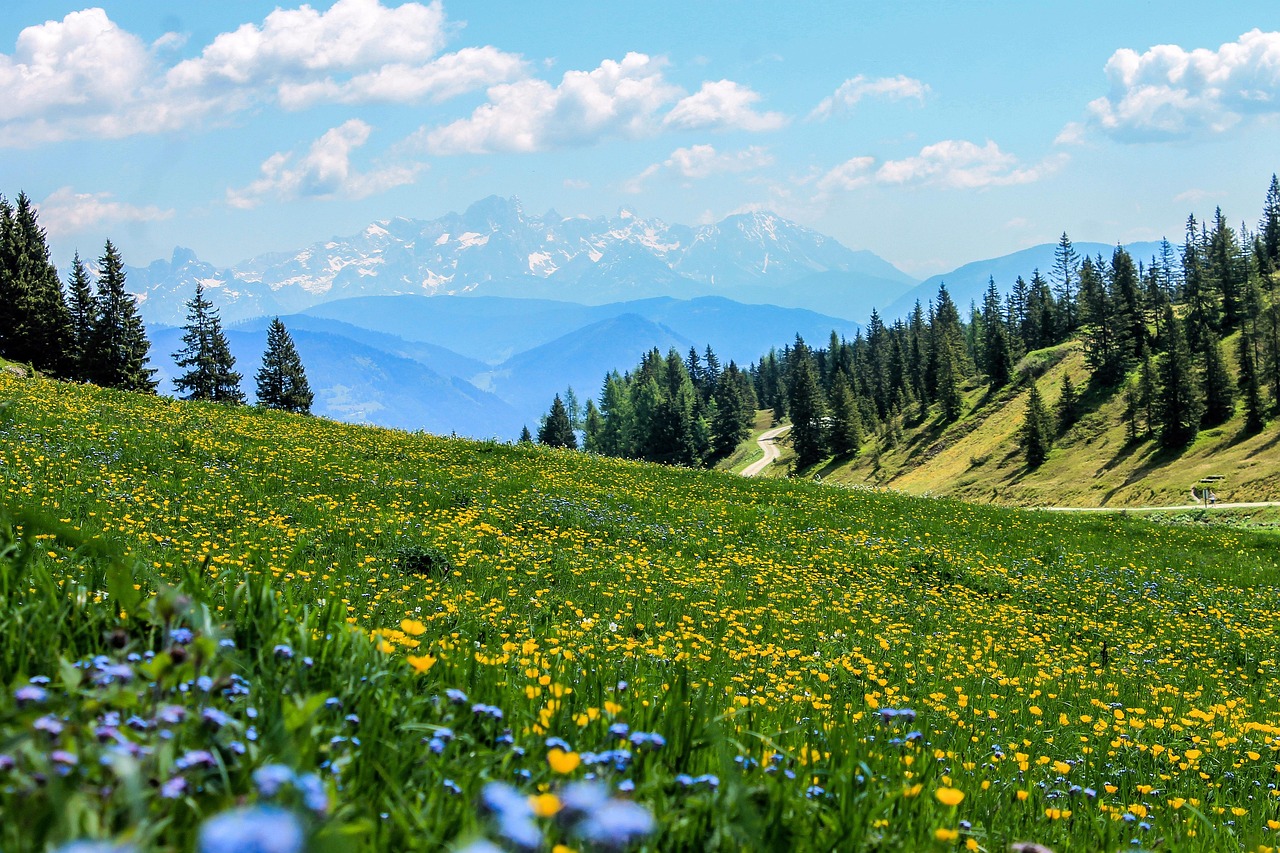 Field Flowers Meadow wallpaper