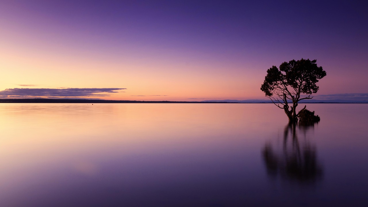 Sunset Tree Water wallpaper