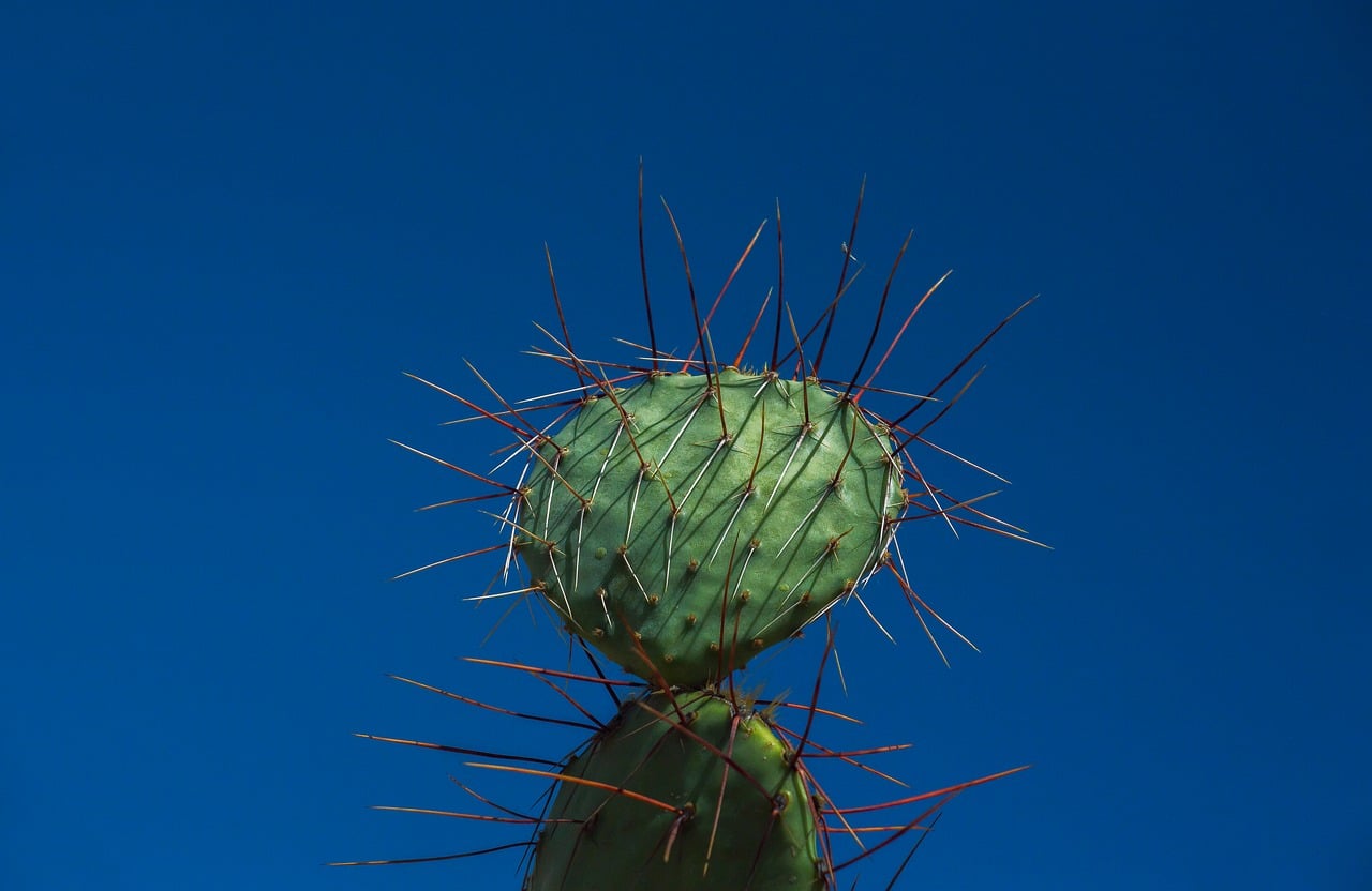 Cactus Nature Desert wallpaper