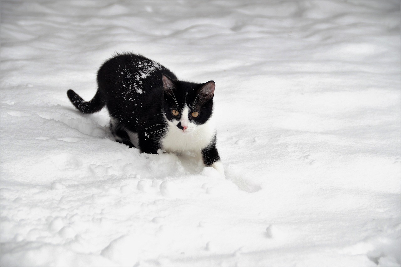 Cat Kitten Feline wallpaper