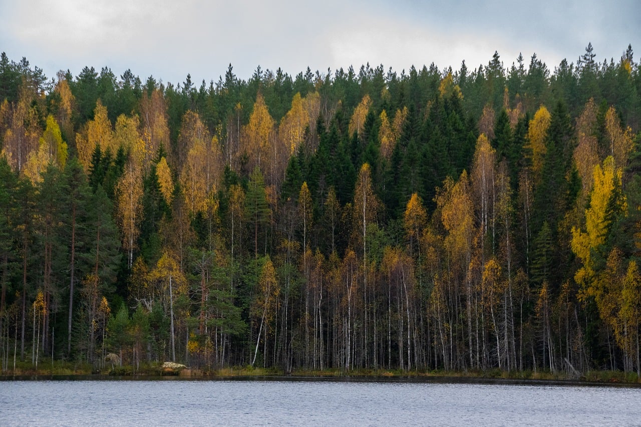 Forest Autumn Lake wallpaper