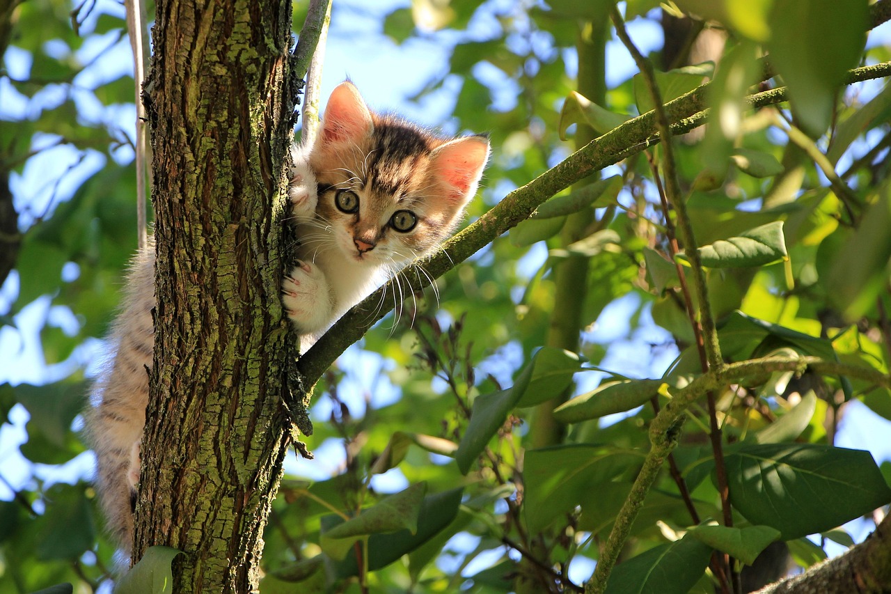 Cat Kitten Tree wallpaper
