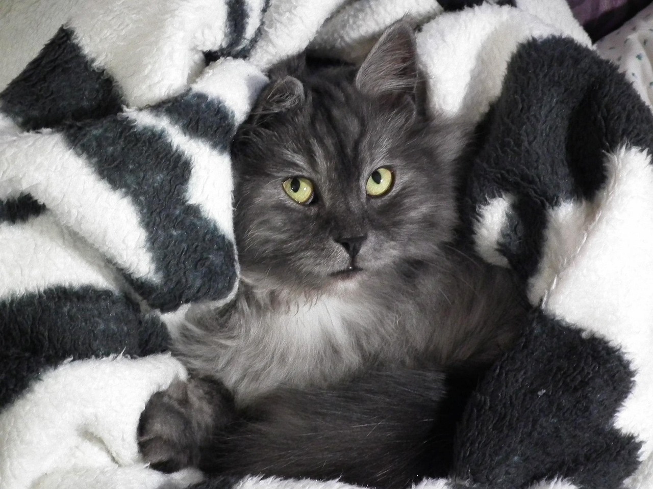 Cat Pets Animals wallpaper