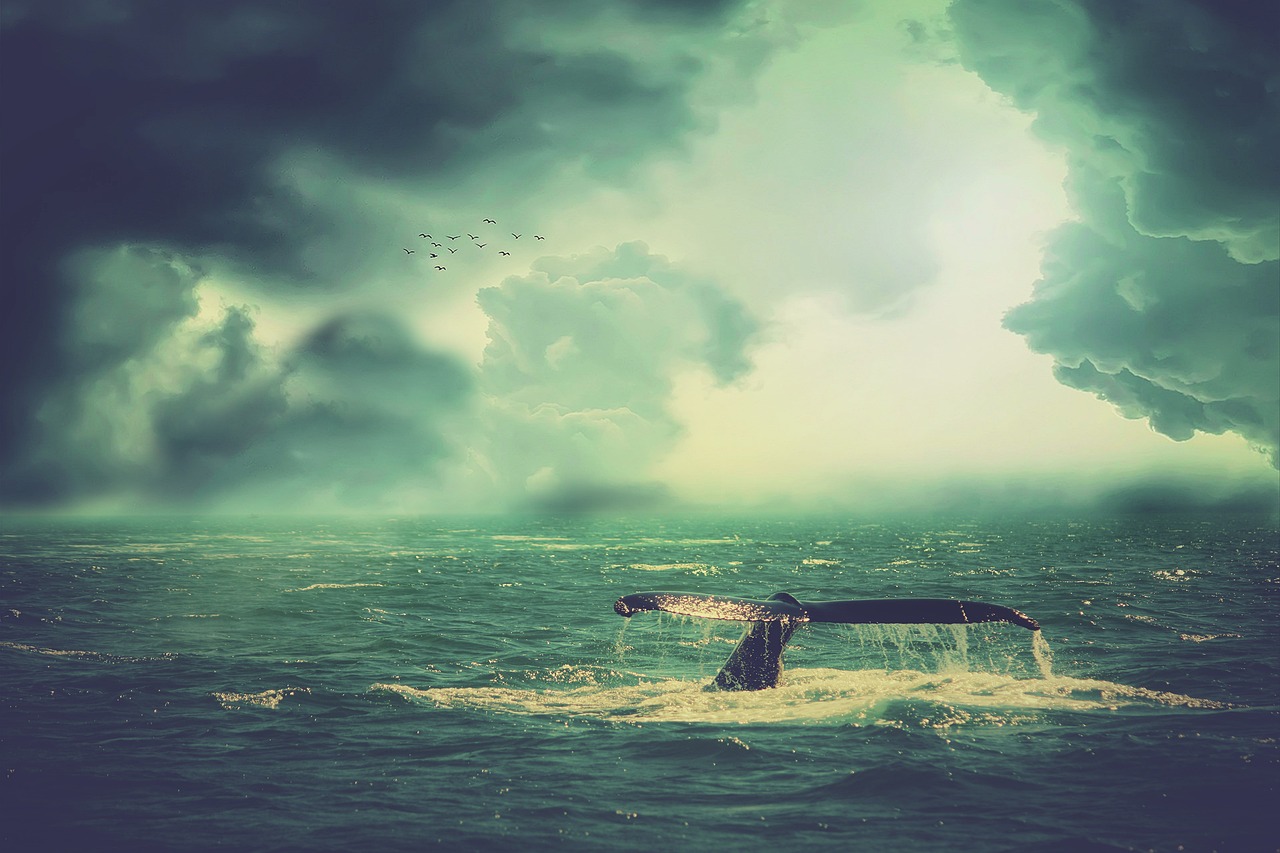 Whale Sea Waves wallpaper