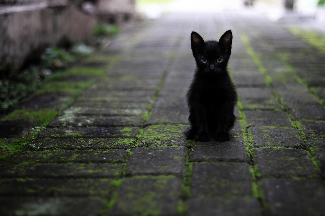 Cat Black Animal wallpaper