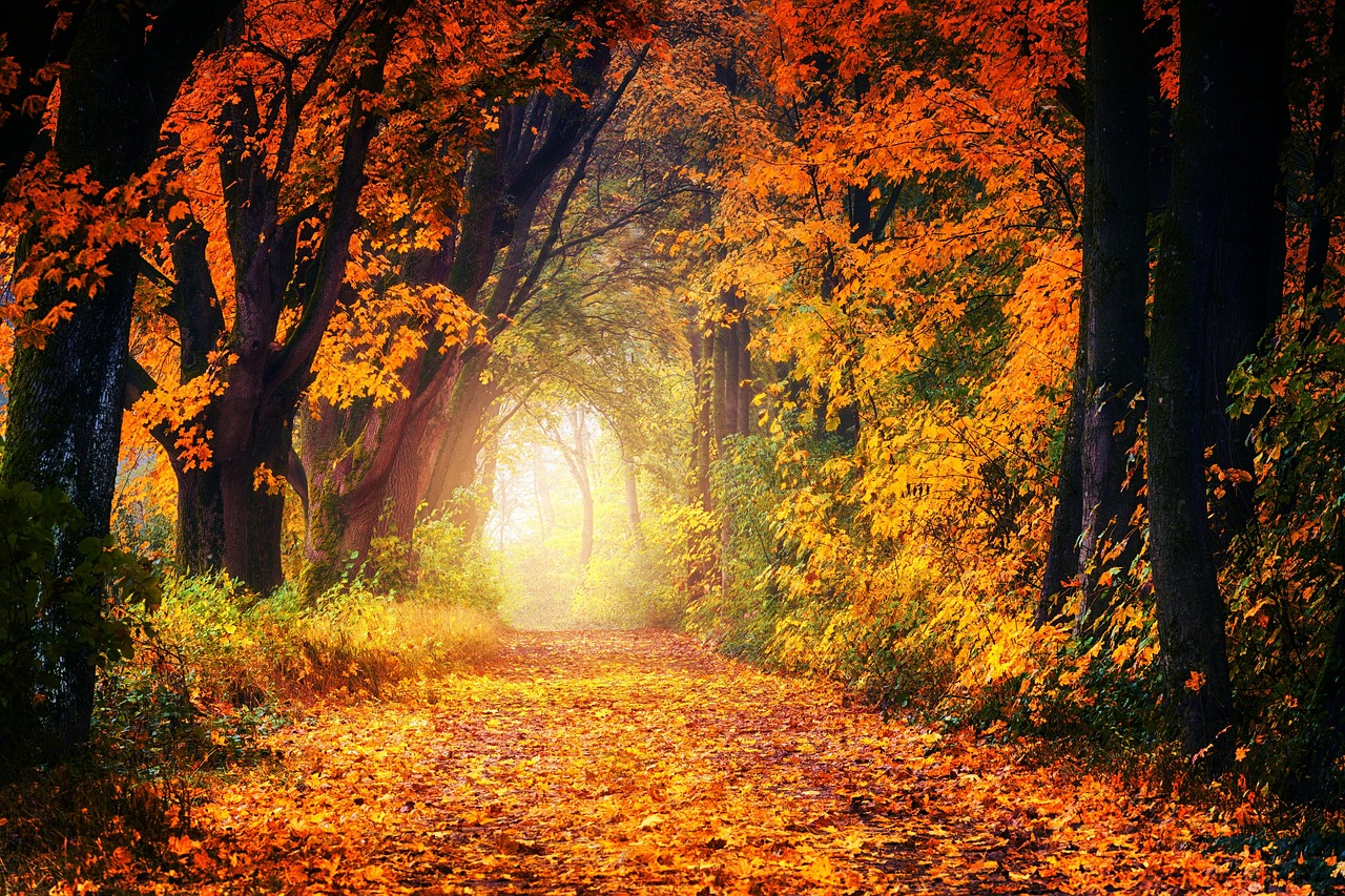 Fall Avenue Path wallpaper