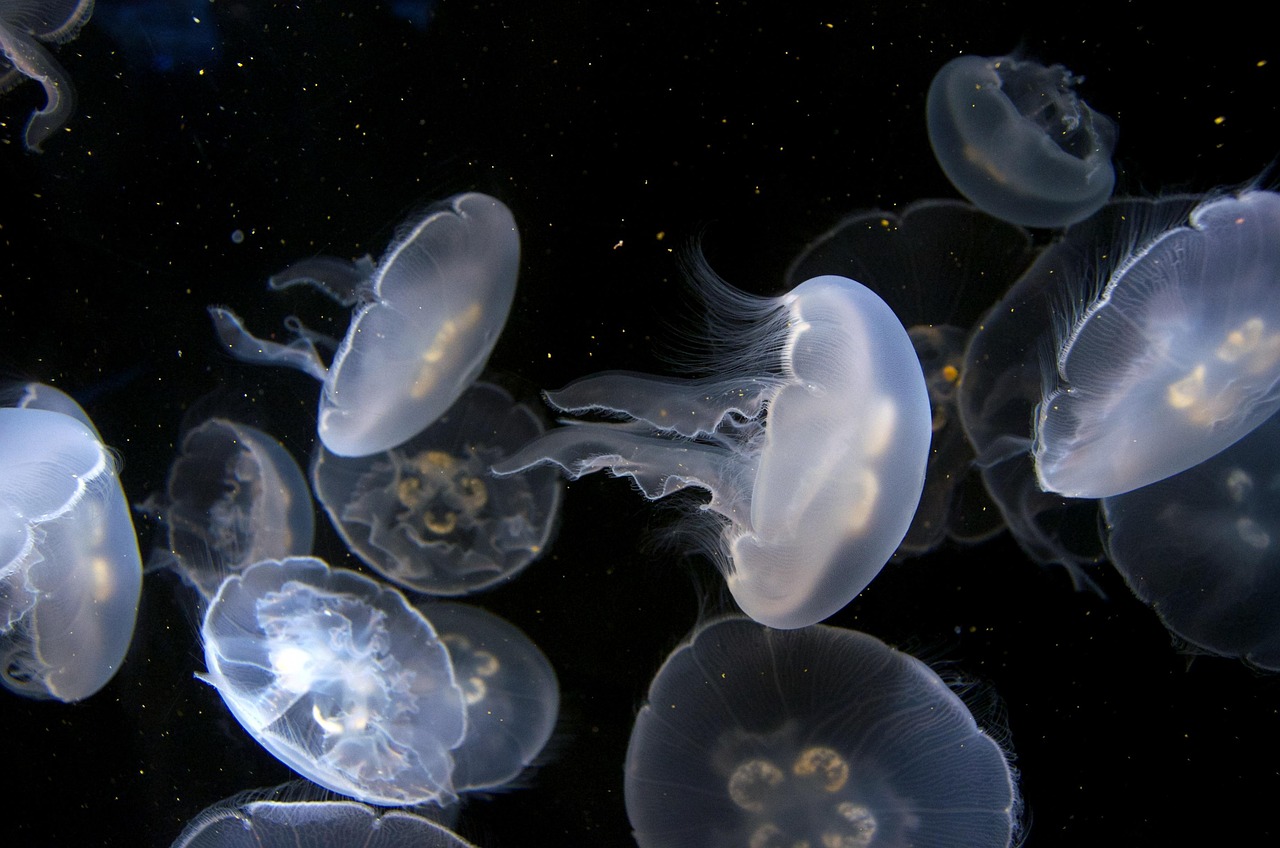 Jellyfish Aquarium Underwater wallpaper