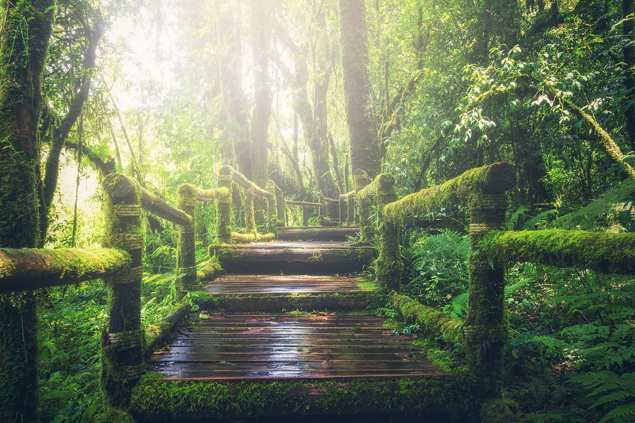 Jungle Pathway Steps wallpaper