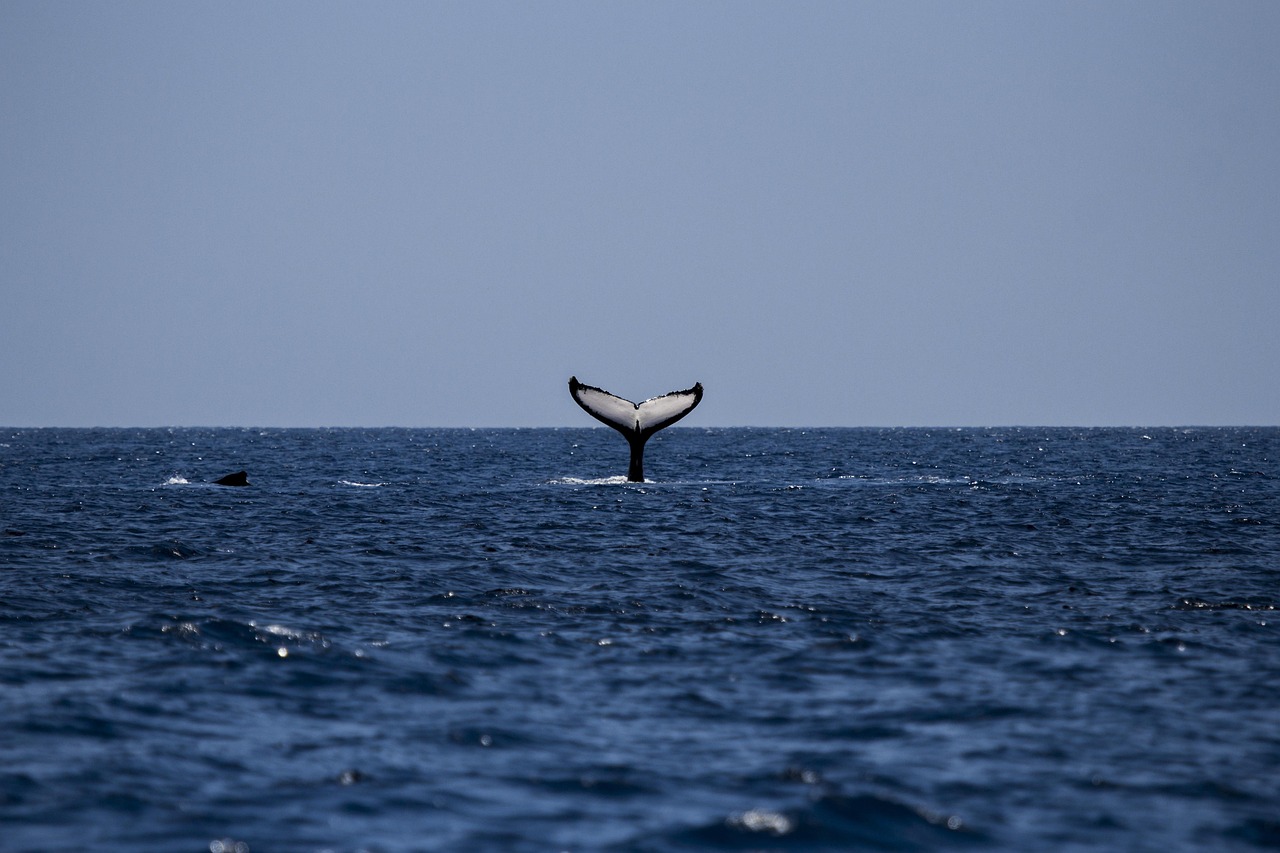 Whale Humpback Humpback Whale wallpaper