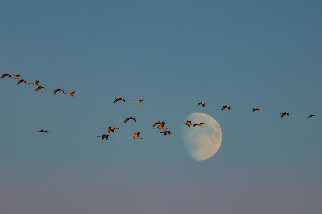 Birds Flight Moon wallpaper