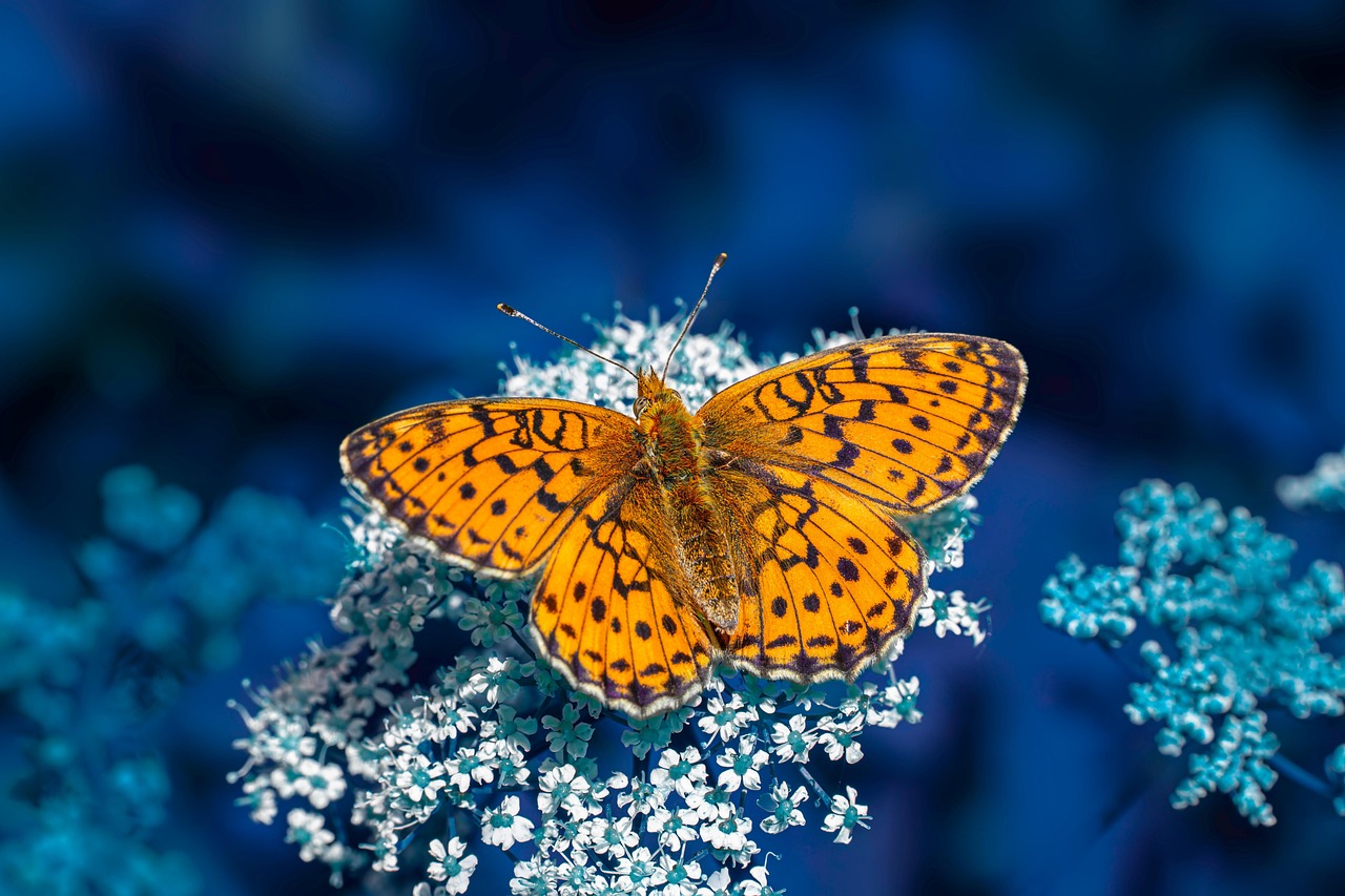 Butterfly Insect Springtime wallpaper