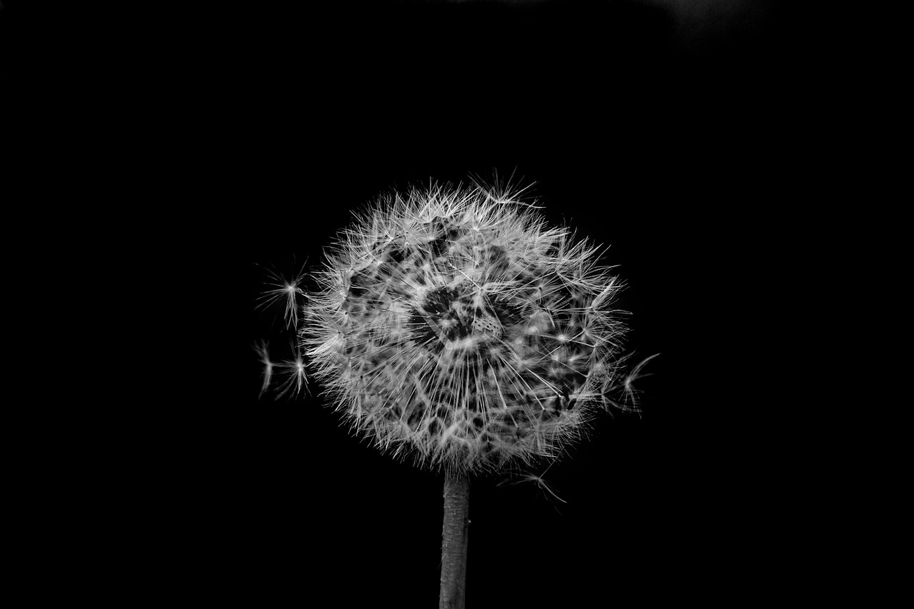 Dandelion Wild Flower Sonchus Oleraceus wallpaper