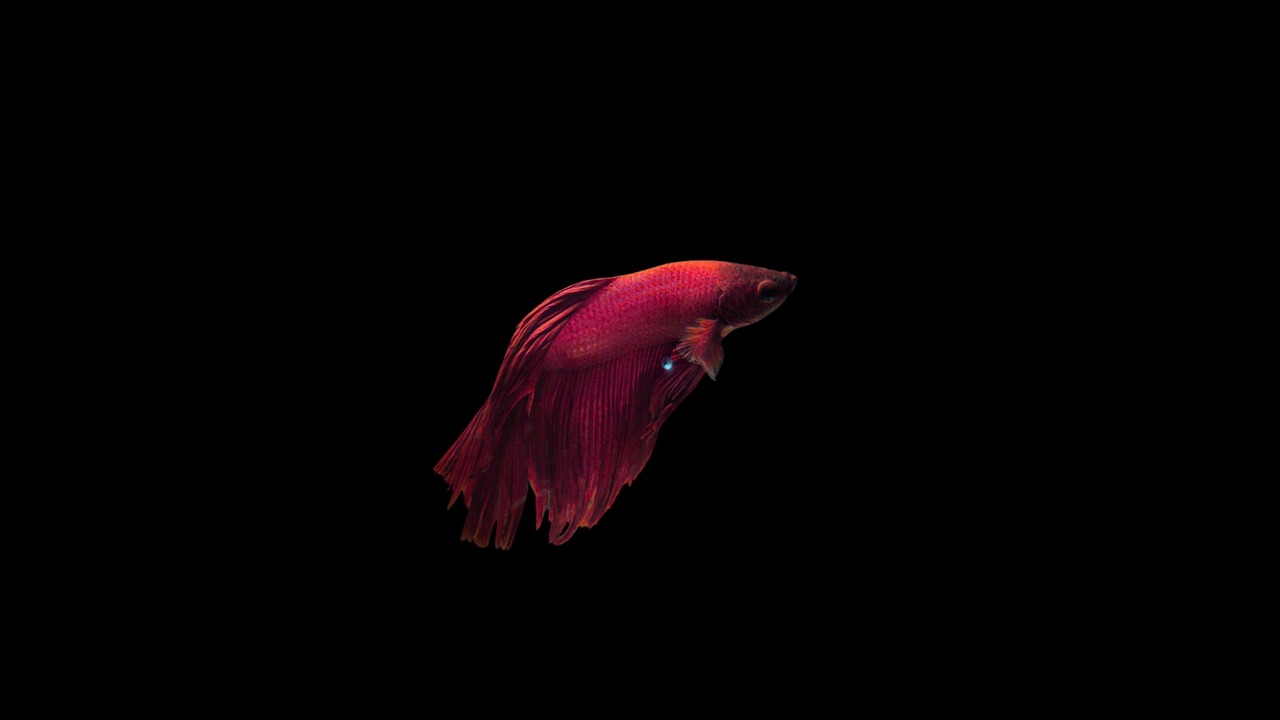 Fish Fish Tank Aquatic Animal wallpaper