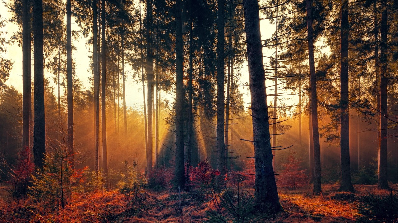 Forest Fog Sunlight wallpaper