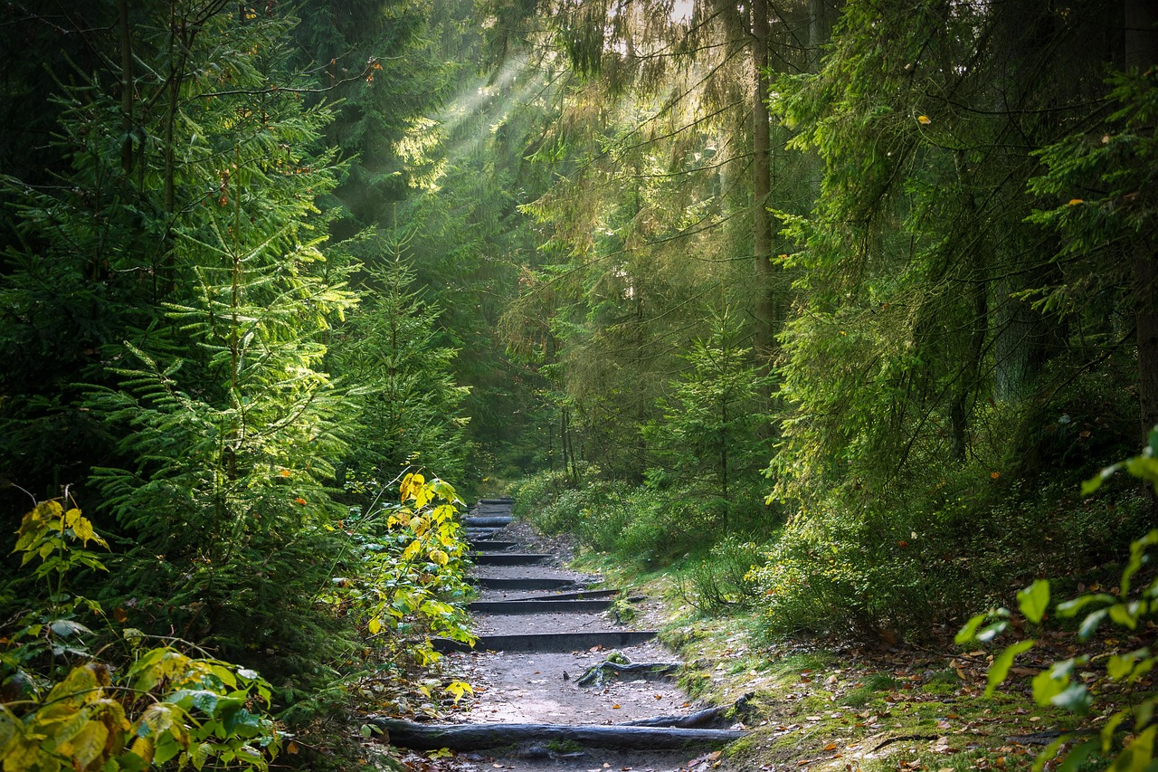 Forest Trail Sunbeams wallpaper