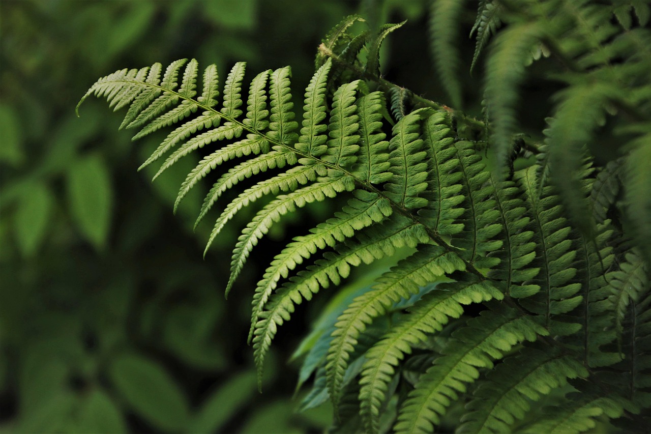 Green Fern Flora wallpaper