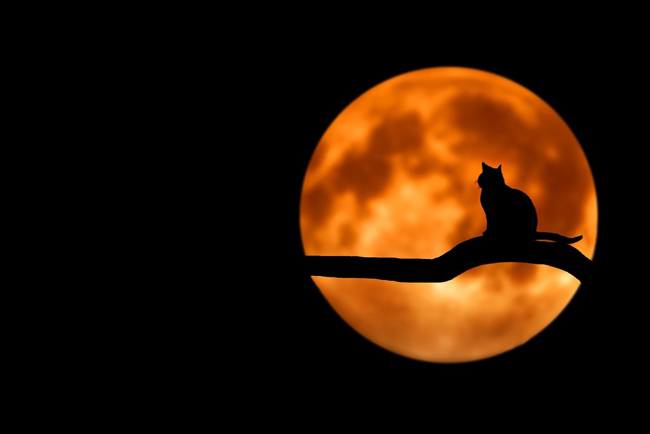 Tree Cat Silhouette wallpaper