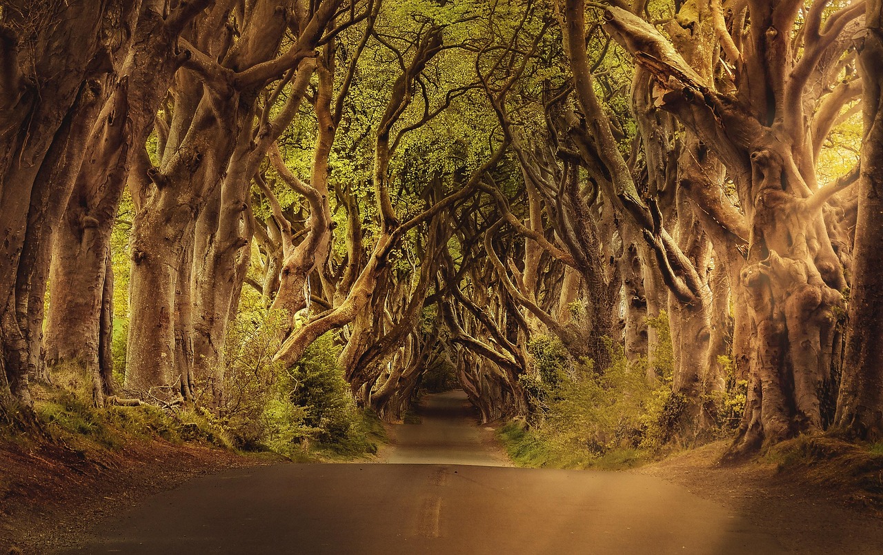Trees Avenue Road wallpaper