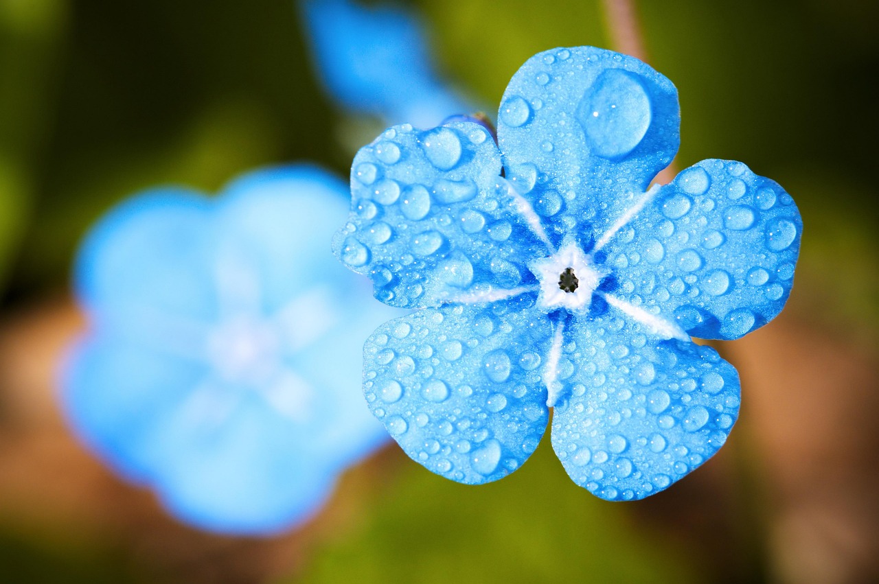 Blue Flower Dew Dewdrops wallpaper