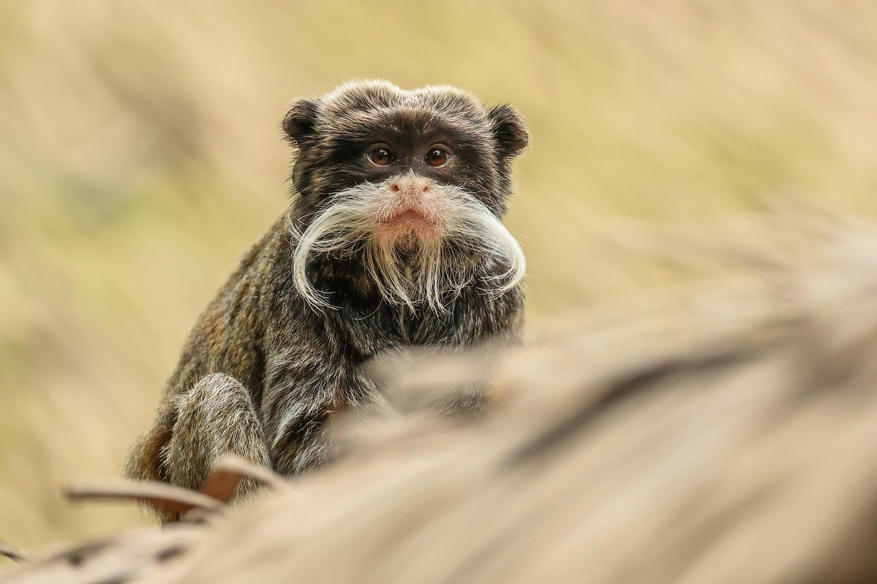 Monkey Nature Animal wallpaper