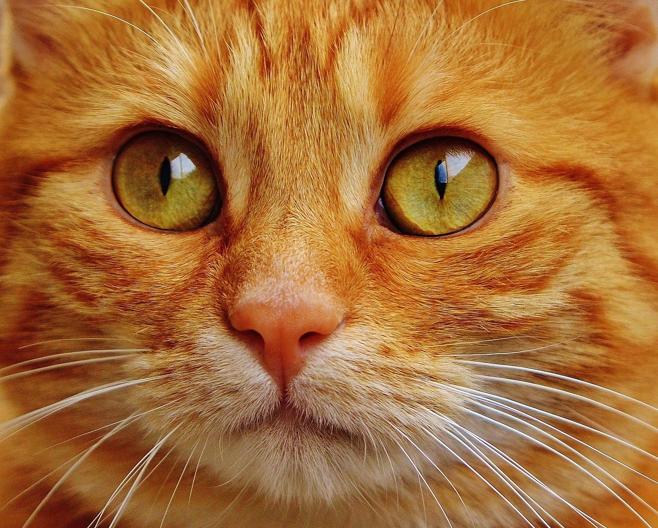 Cat Red Cute wallpaper