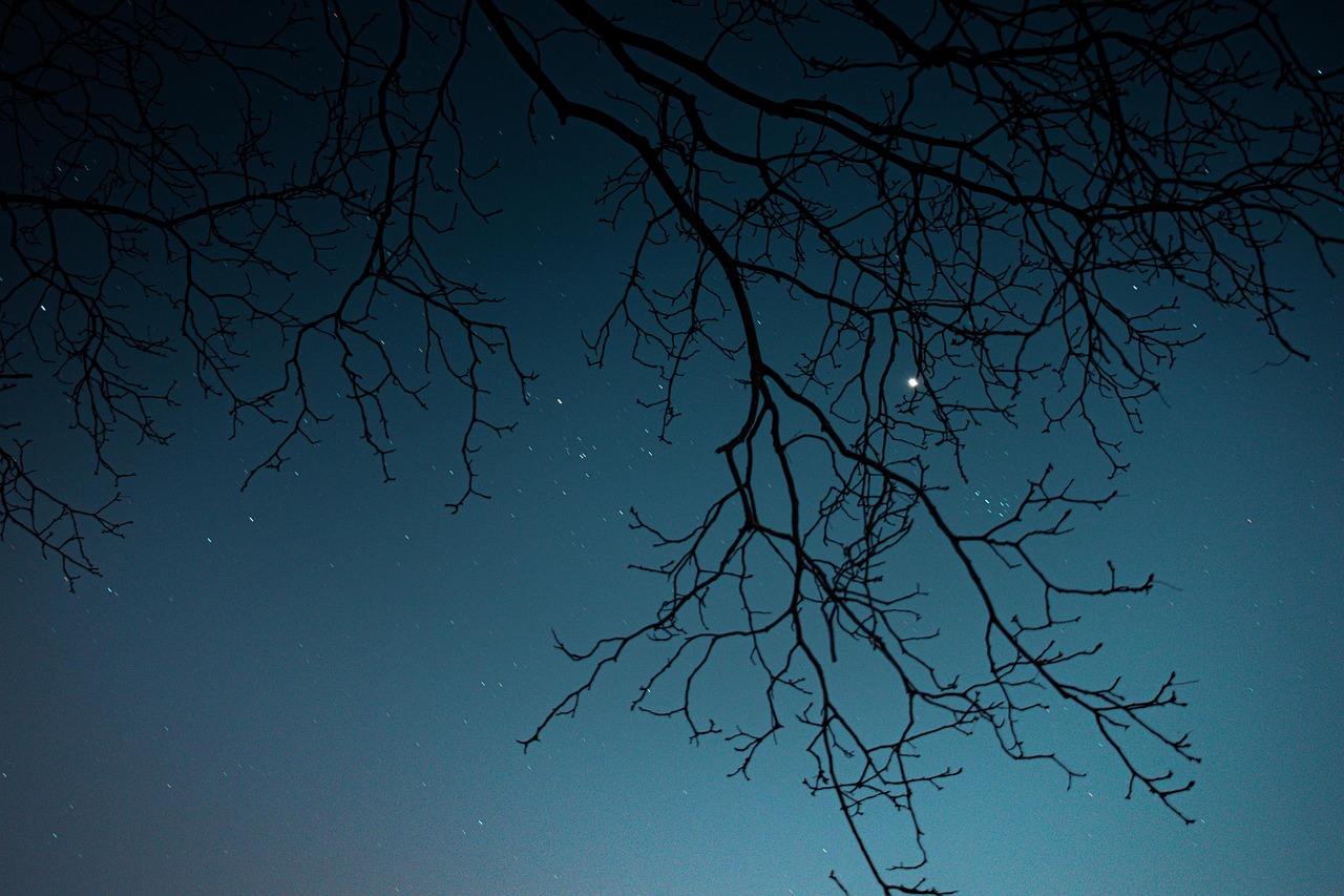 Tree Branches Night Sky wallpaper