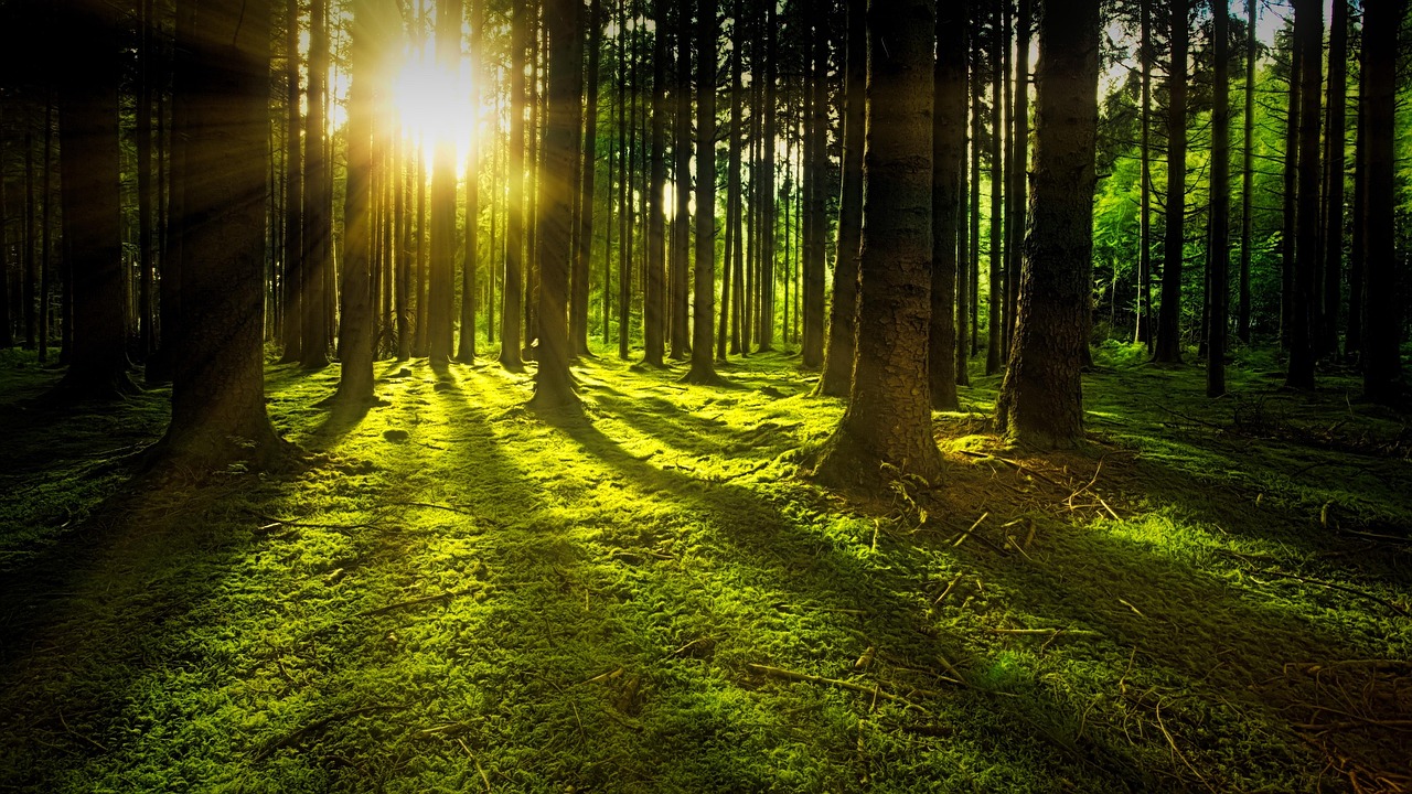 Trees Moss Forest wallpaper
